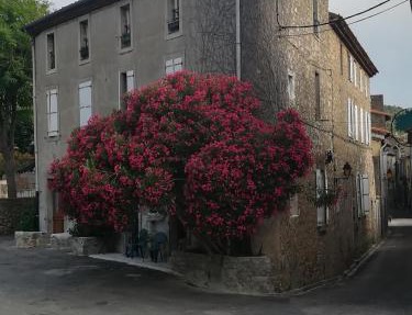 Chez Shona